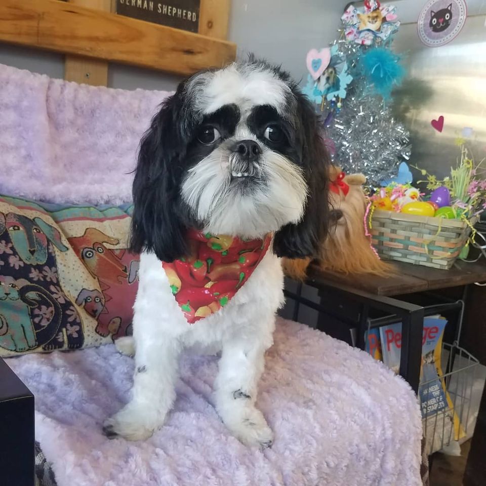 Basic Grooms for Dogs