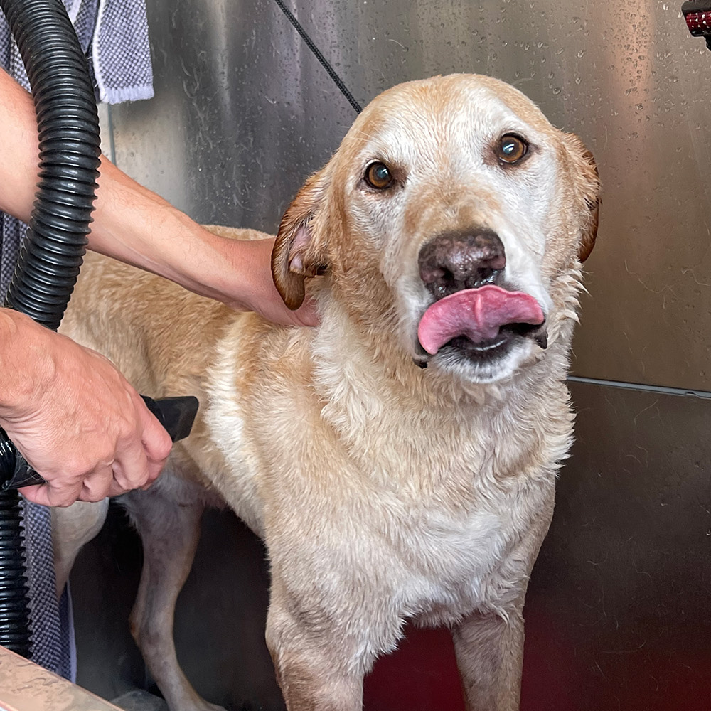 Self-serve Dog Washing Stations